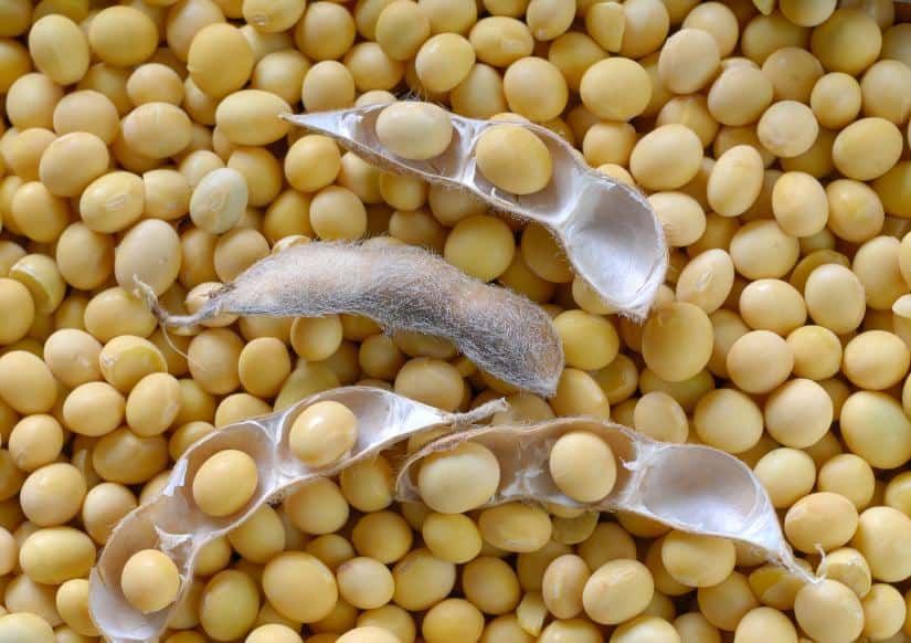La soja, una herramienta para disminuir el uso de antibióticos en la ...