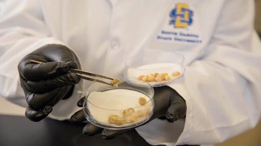 La soja, una herramienta para disminuir el uso de antibióticos en la salud animal