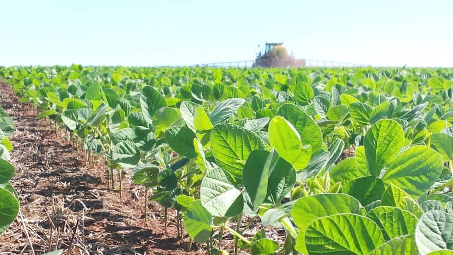 China aprobó la soja resistente a sequía de la empresa rosarina Bioceres