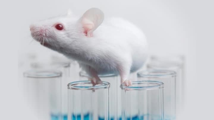 Un estudio en animales avanza hacia una vacuna universal contra el cáncer
