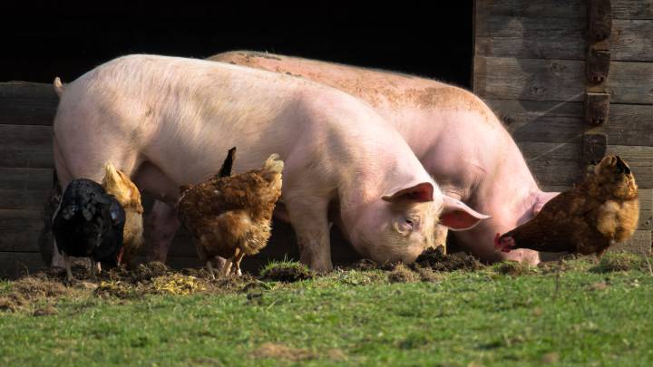 Alerta por casos de triquinosis en la región: piden extremar recaudos con el consumo de carne de cerdo