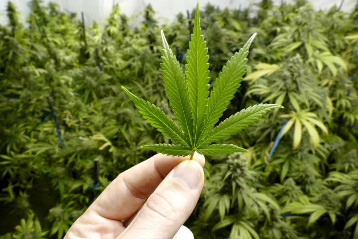 La provincia puso en marcha su plantación de cannabis con fines terapéuticos