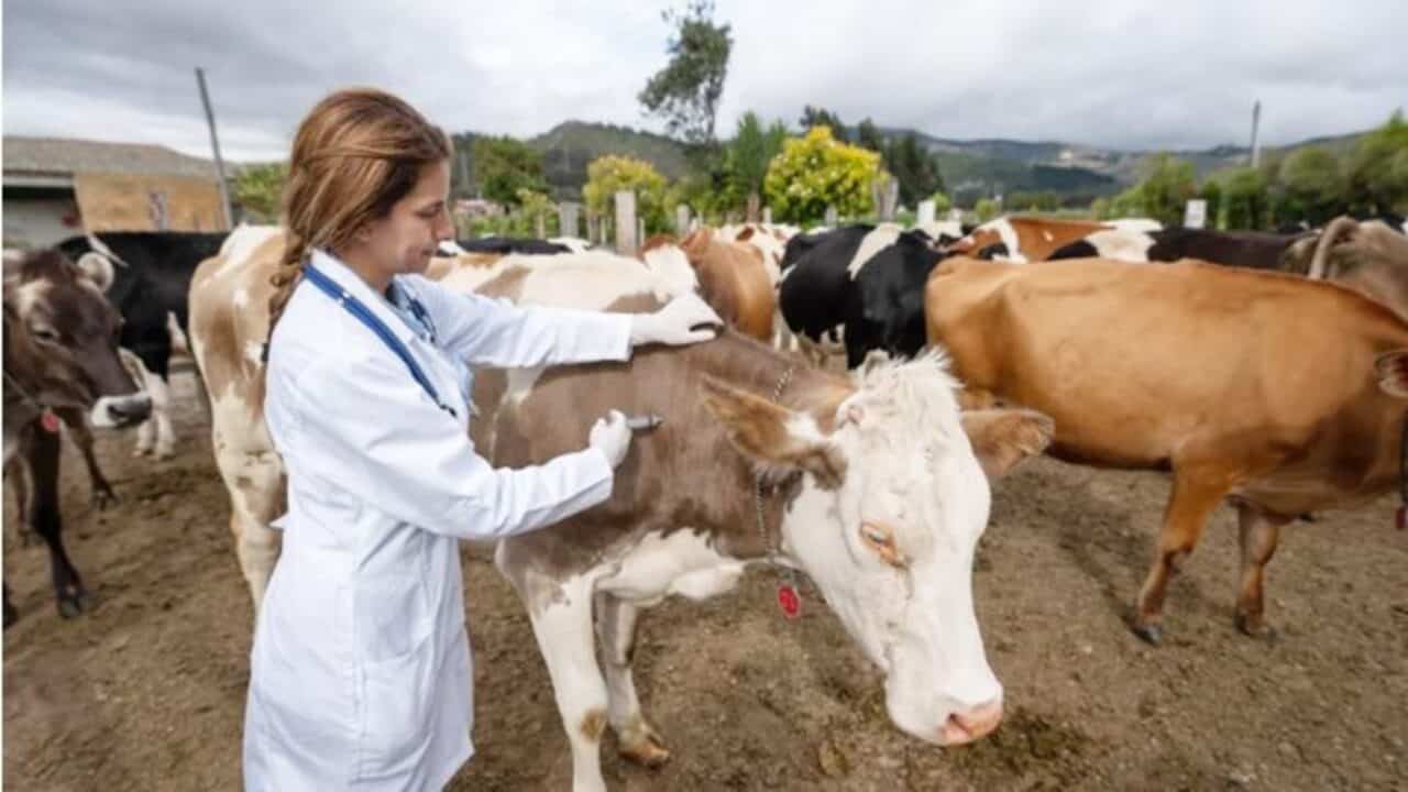 La reemergencia de zoonosis obliga a abordar la salud animal, humana y de los ecosistemas como una sola