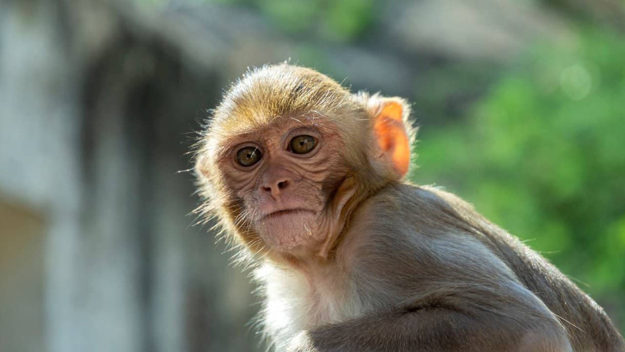 Viruela del mono. Guía sobre el virus que tiene en alerta al mundo