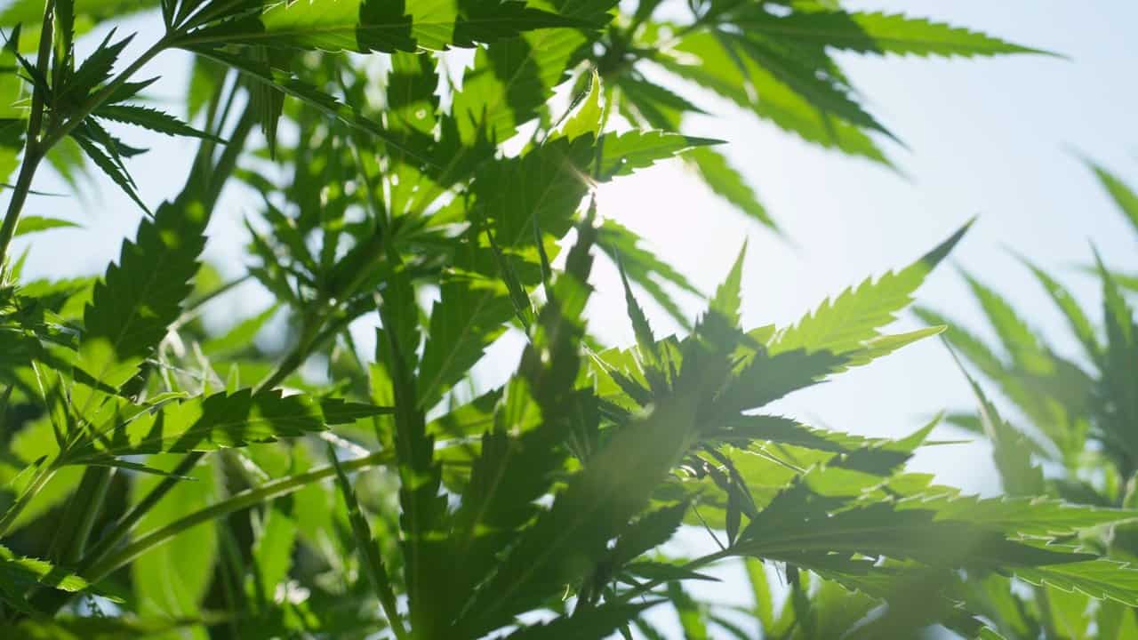 Avance argentino para el cultivo de cannabis medicinal