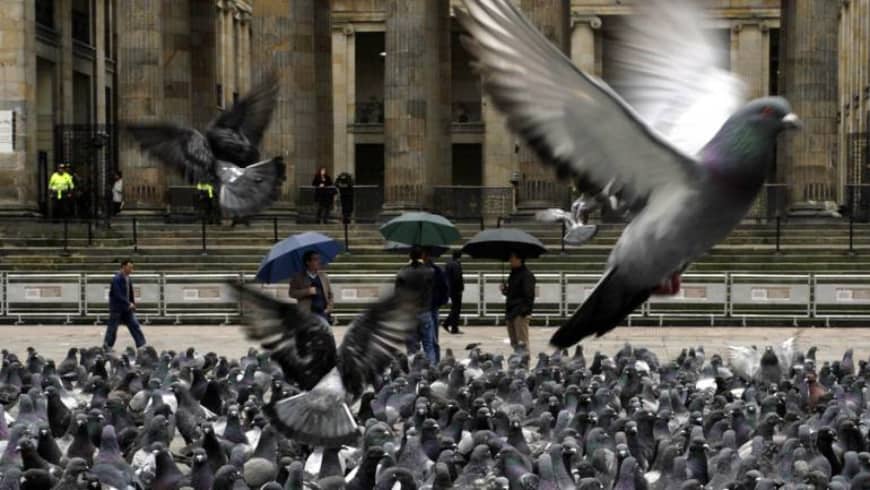La superpoblación de palomas ya es un problema serio en el centro