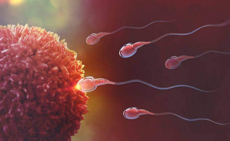La calidad del esperma de los humanos bajó a la mitad en el último medio siglo: las hipótesis y un pronóstico inquietante