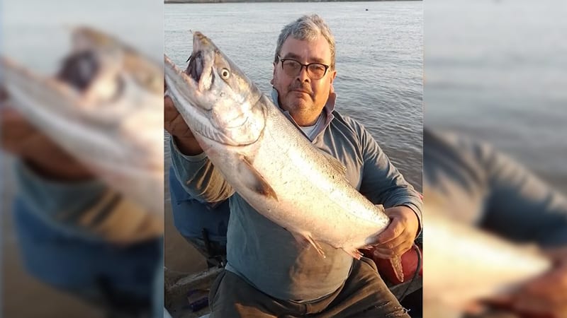 Investigan la aparición de una especie de salmón en el río Paraná