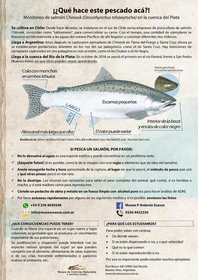 Proponen crear un sistema de monitoreo de salmones en la cuenca del Plata