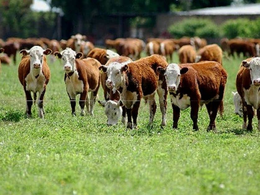 Agricultura y ganadería sustentables, cómo orientarse hacia un modelo productivo que genera mayor rédito en el mercado internacional