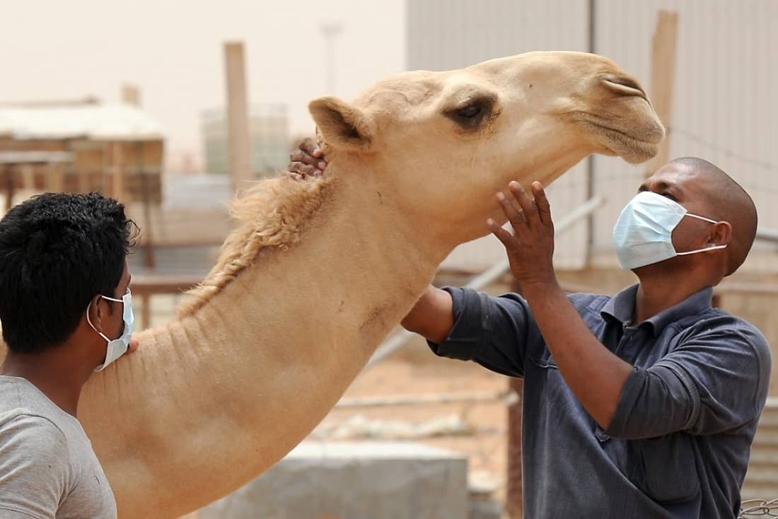 La fiebre del camello, una enfermedad que inquieta en medio del Mundial