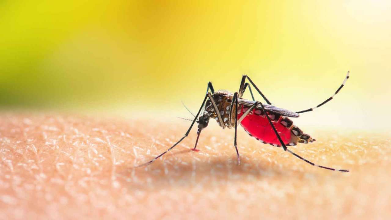 Los mosquitos matan más gente que todas las guerras juntas