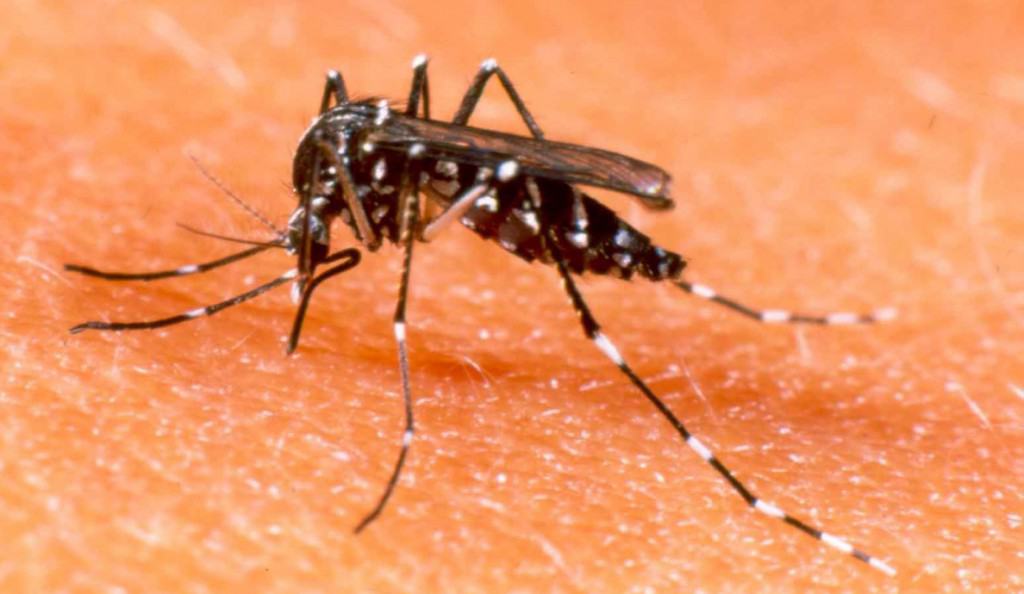 Es difícil diagnosticar el virus de dengue en menores porque se confunde con otras infecciones