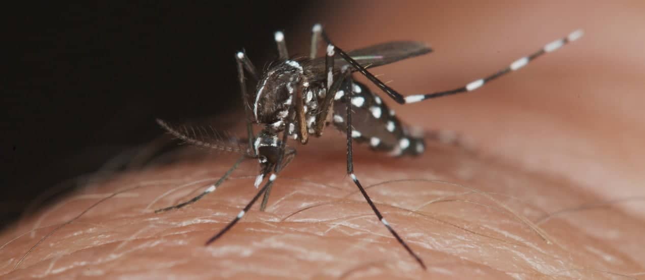 Mosquito mascota, el peligroso hábito del transmisor del dengue