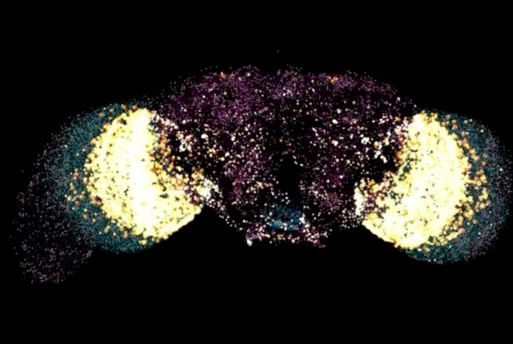Lograron digitalizar el cerebro de una mosca, un paso clave para la simulación de la vida